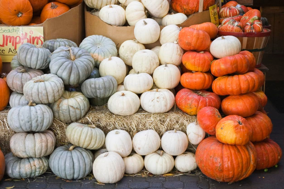 Marde Ross Jarrahdale blue pumpkin seeds create a striking garden centerpiece.