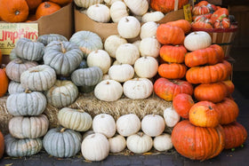 Marde Ross Jarrahdale blue pumpkin seeds create a striking garden centerpiece.