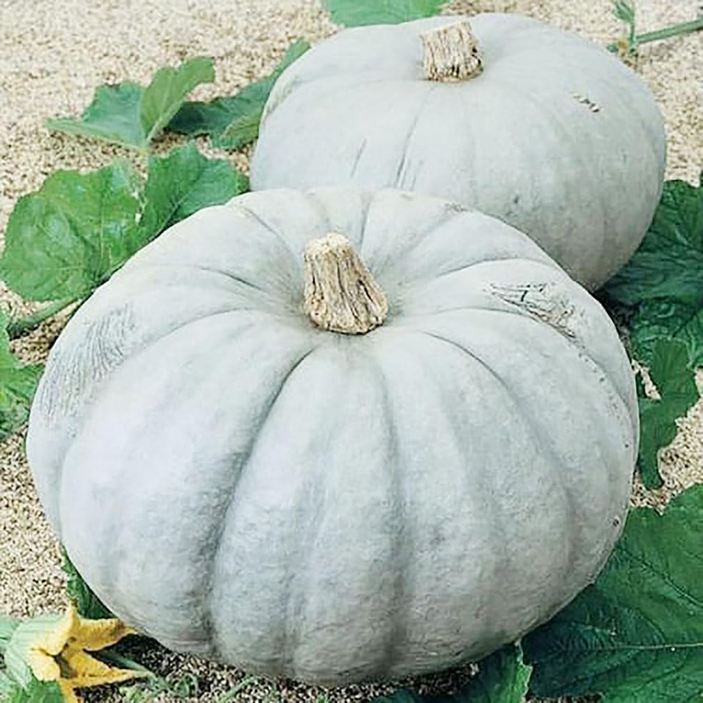 Marde Ross Jarrahdale blue pumpkin in a garden display setting.