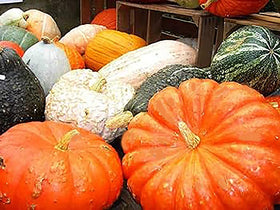 Marde Ross Jarrahdale pumpkin shows soft blue skin for decorative display.
