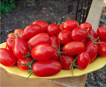 Marde Ross Juliet tomato seeds package ready for spring sowing