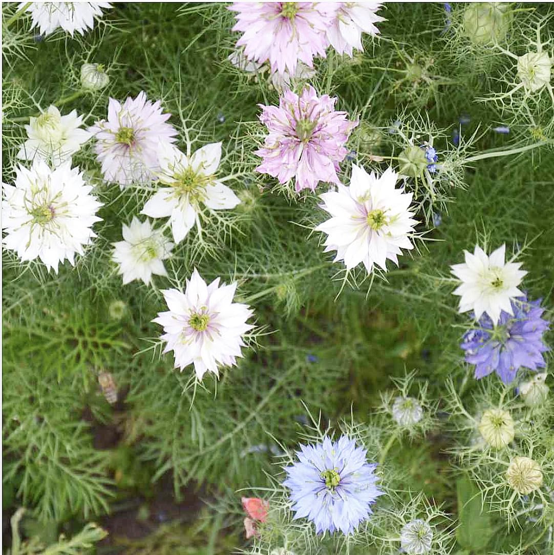 Love-in-a-Mist mix blooms in garden beds adding lace-like texture to borders