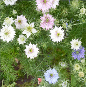 Love-in-a-Mist mix blooms in garden beds adding lace-like texture to borders