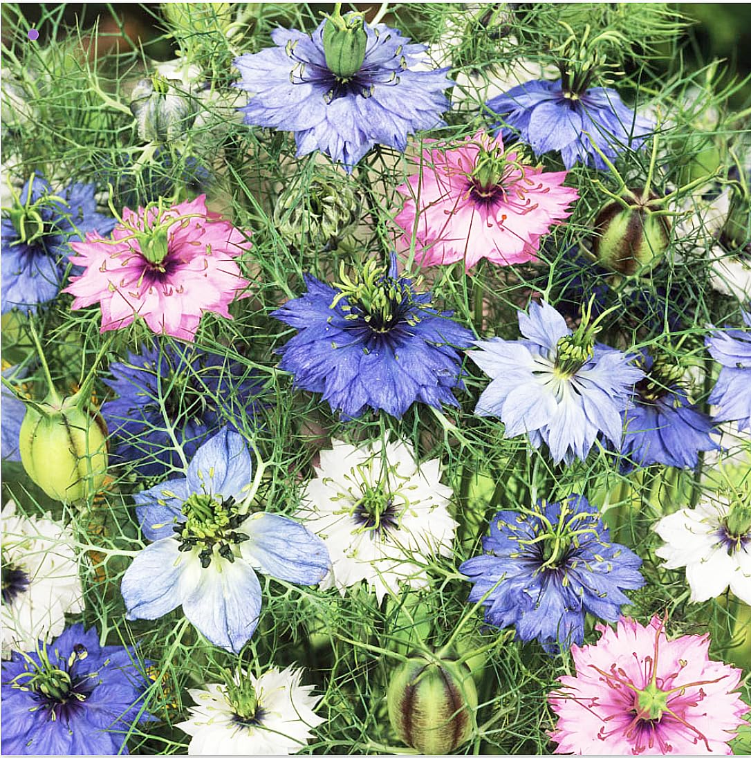 Marde Ross & Company Love-in-a-Mist mix seeds ready for direct sowing in full sun