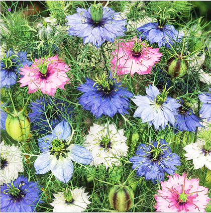 Marde Ross & Company Love-in-a-Mist mix seeds ready for direct sowing in full sun