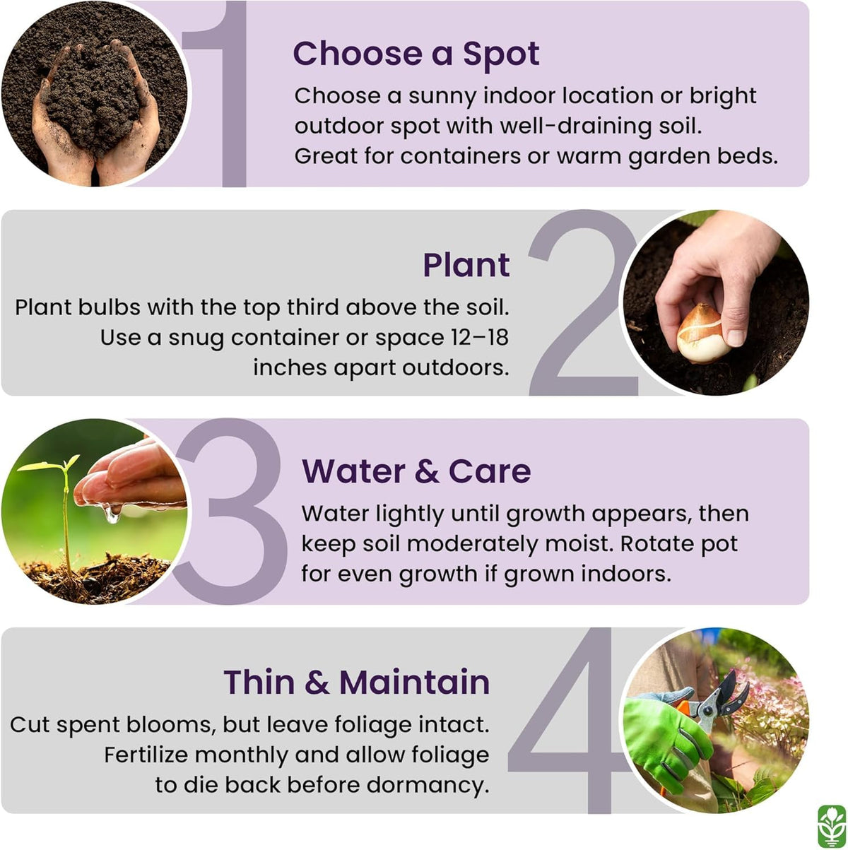 Low-maintenance amaryllis care suitable for busy gardeners.