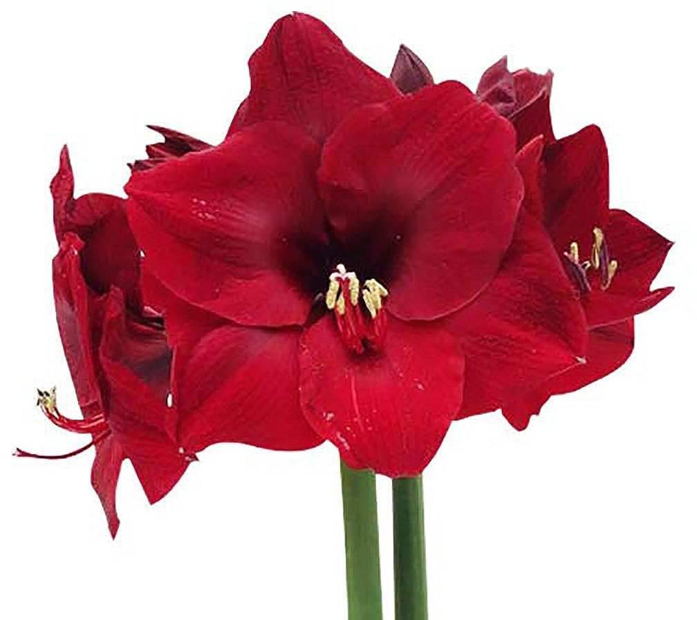 Marde Ross Mandela dark red amaryllis bulb blooming on tall stems for a dramatic indoor display