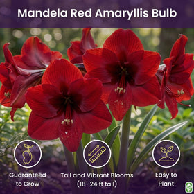 Mandela dark red amaryllis bulb indoors for a refined seasonal centerpiece