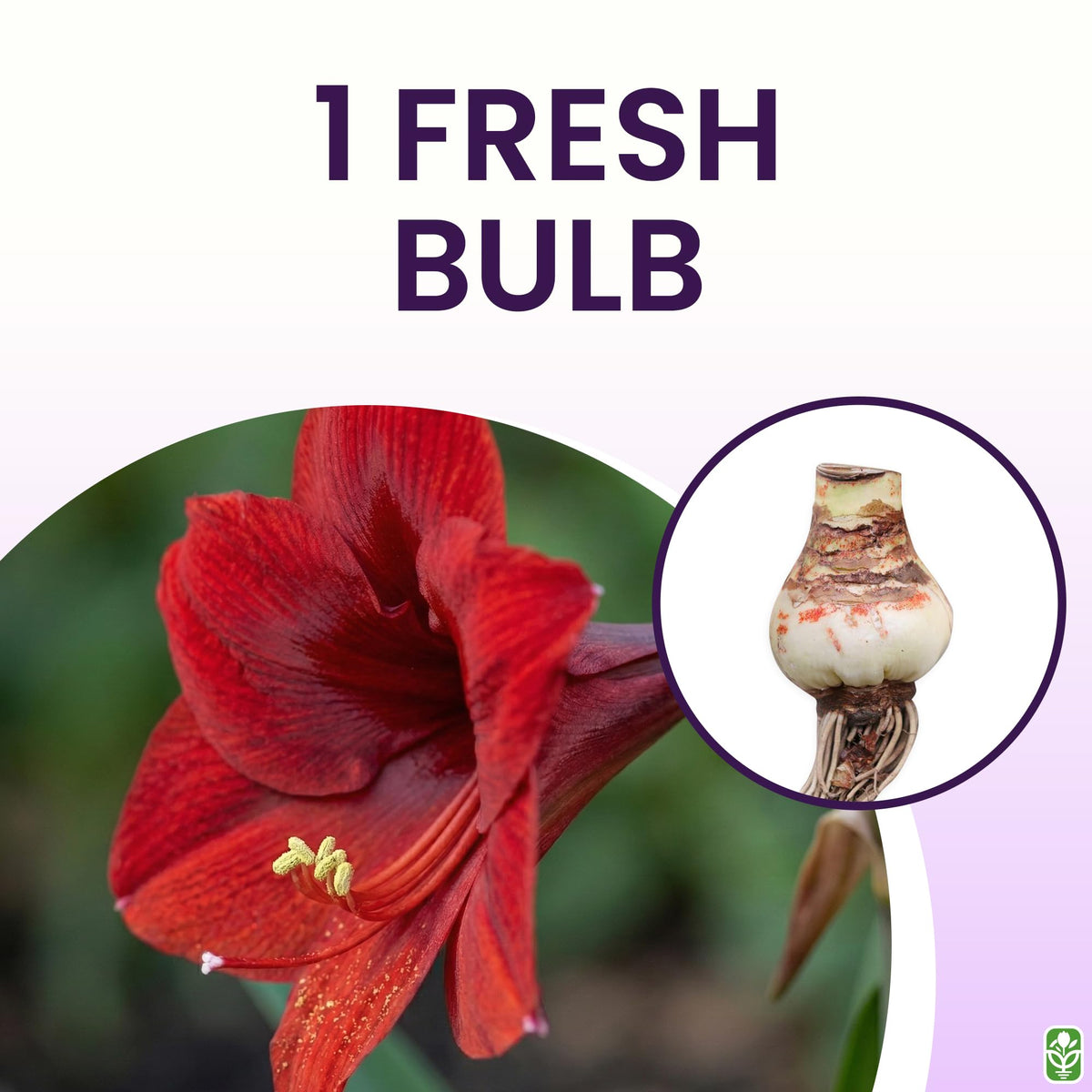 Mandela amaryllis bulb outdoors on a patio with rich red blooms