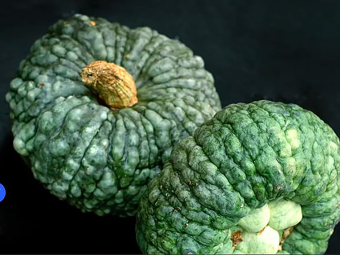 Decorative Marina Di Chioggia bumpy blue pumpkin adds ornamental charm and edible interest