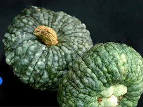 Decorative Marina Di Chioggia bumpy blue pumpkin adds ornamental charm and edible interest