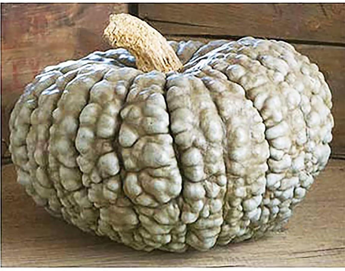 Marina Di Chioggia bumpy blue pumpkin skin texture ideal for long storage
