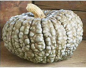 Marina Di Chioggia bumpy blue pumpkin skin texture ideal for long storage