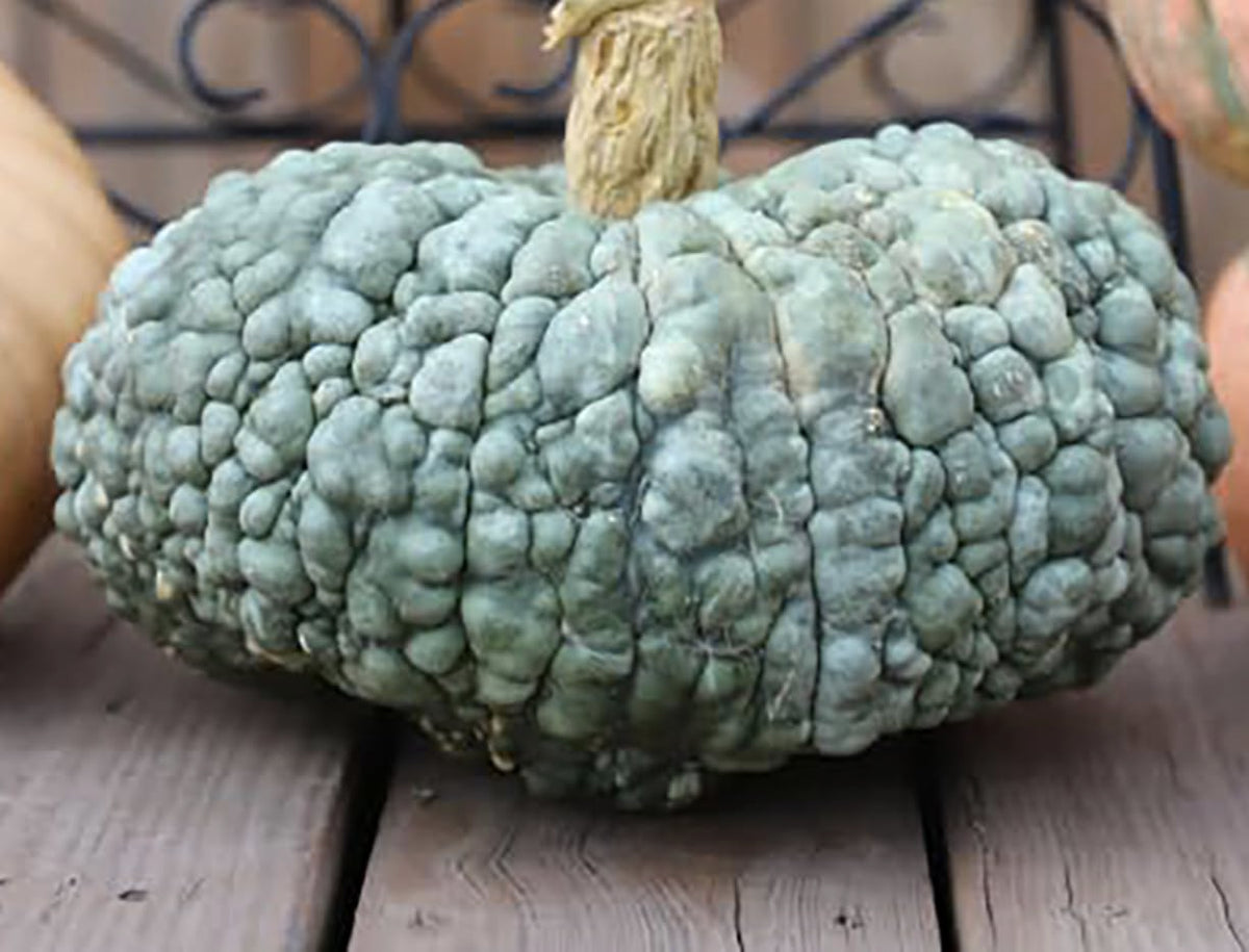 Waxy-skin Marina Di Chioggia bumpy blue pumpkin supports longer storage and freshness