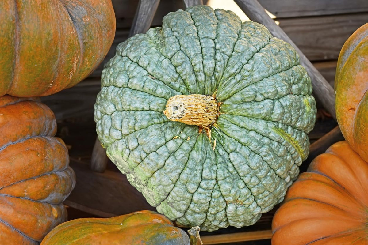Marde Ross Marina Di Chioggia bumpy blue pumpkin offers predictable two-fruit yield