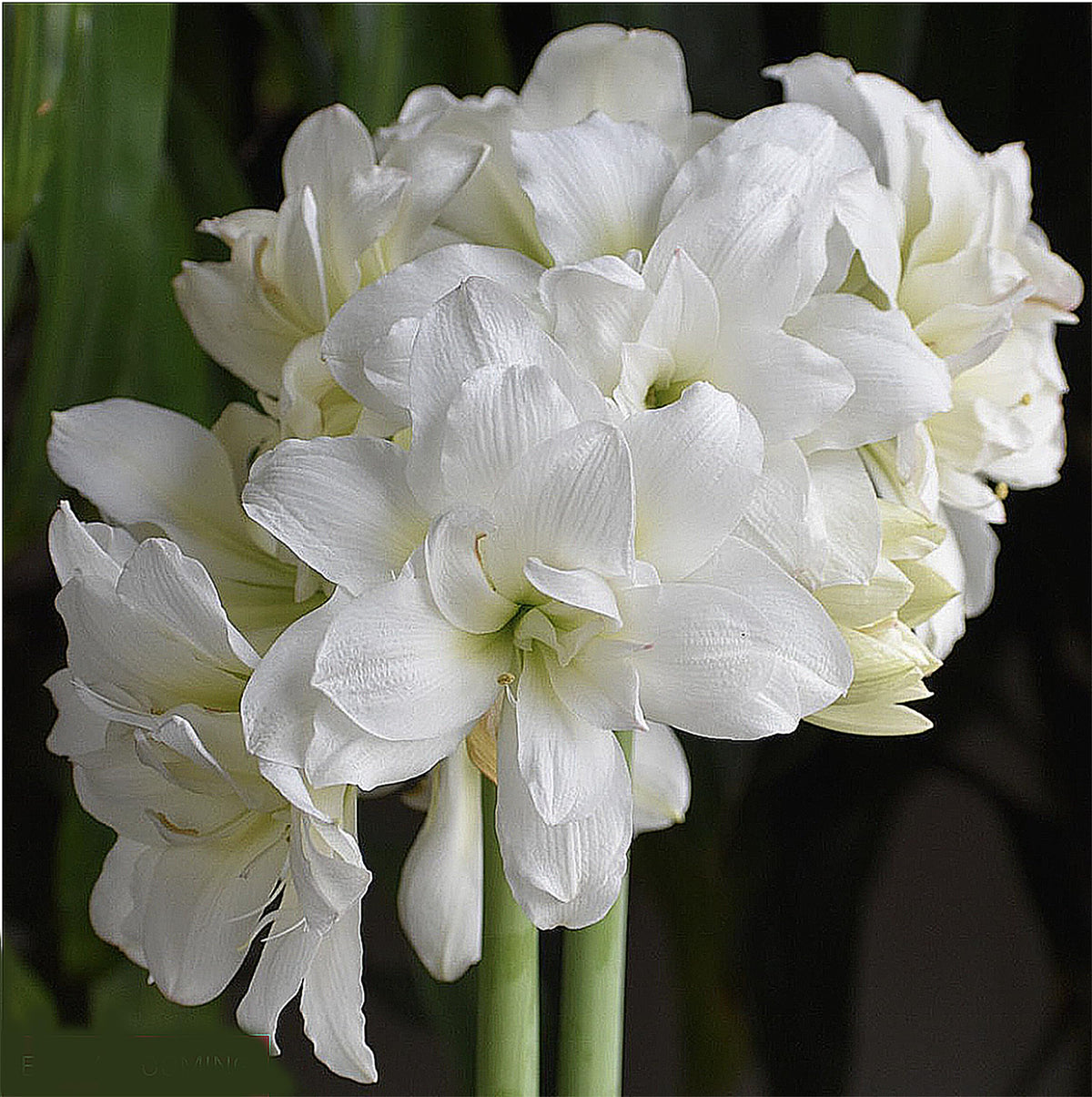 Marquise Double White Amaryllis bloom close-up showing layered petals.