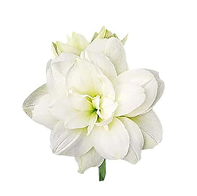 Marquise Double White Amaryllis bulb by Marde Ross & Company ready for indoor planting.