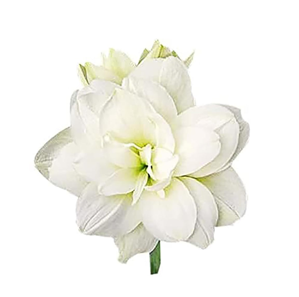 Marquise Double White Amaryllis bulb by Marde Ross & Company ready for indoor planting.