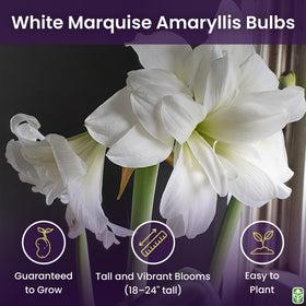 Marquise Amaryllis in pot for indoor forcing and decorative height.