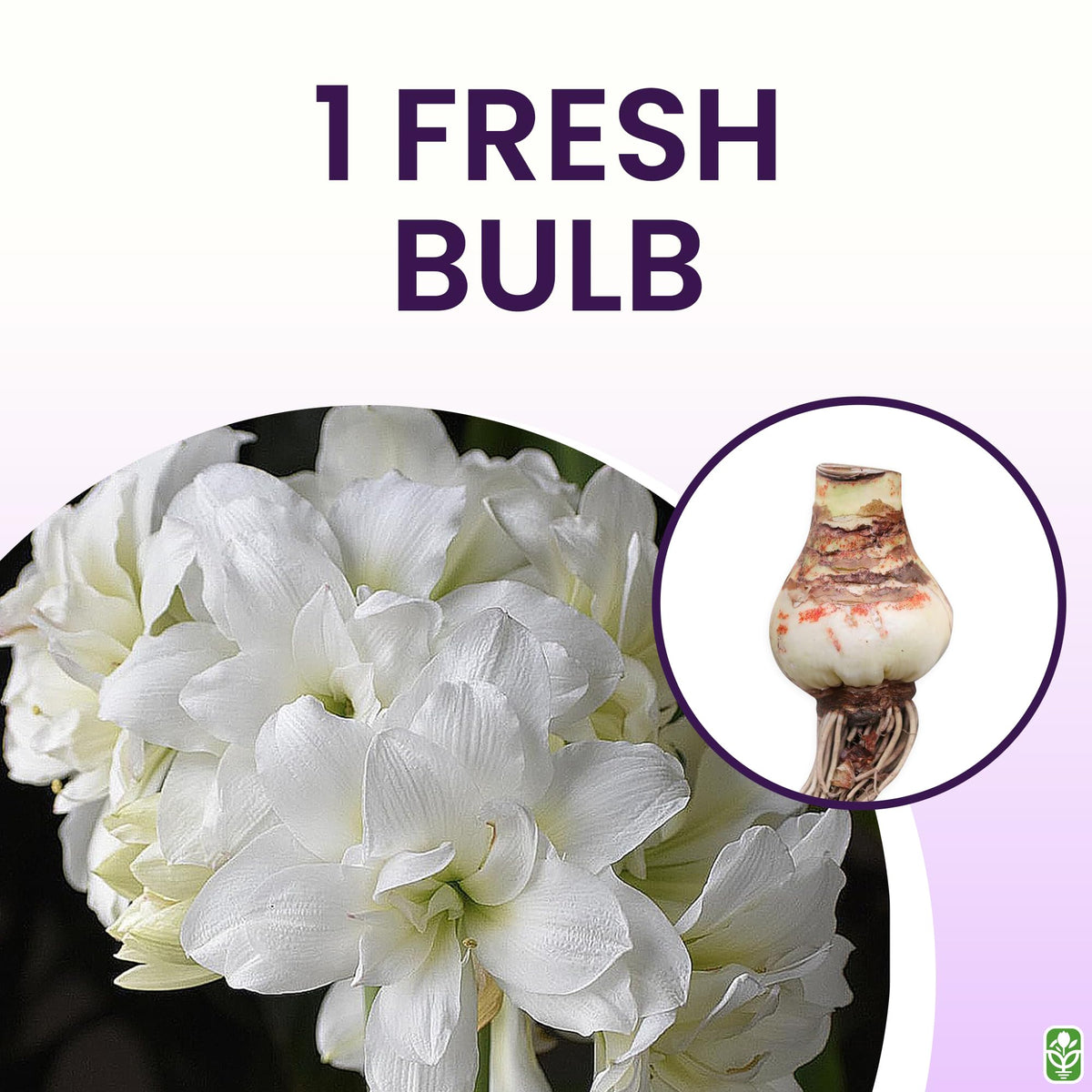 Marquise Double White Amaryllis centerpiece for seasonal décor.