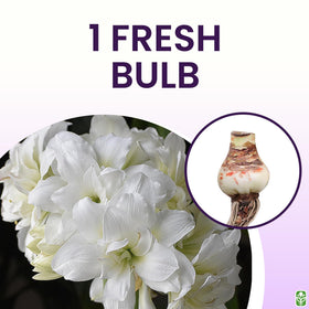 Marquise Double White Amaryllis centerpiece for seasonal décor.