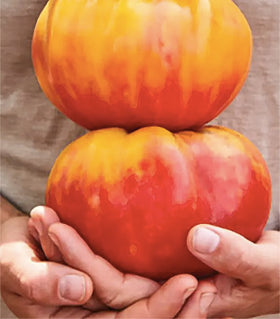 Marde Ross Marvel Striped seeds pack for vibrant home garden planting