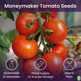 Moneymaker seeds germination-ready for reliable seedling growth.