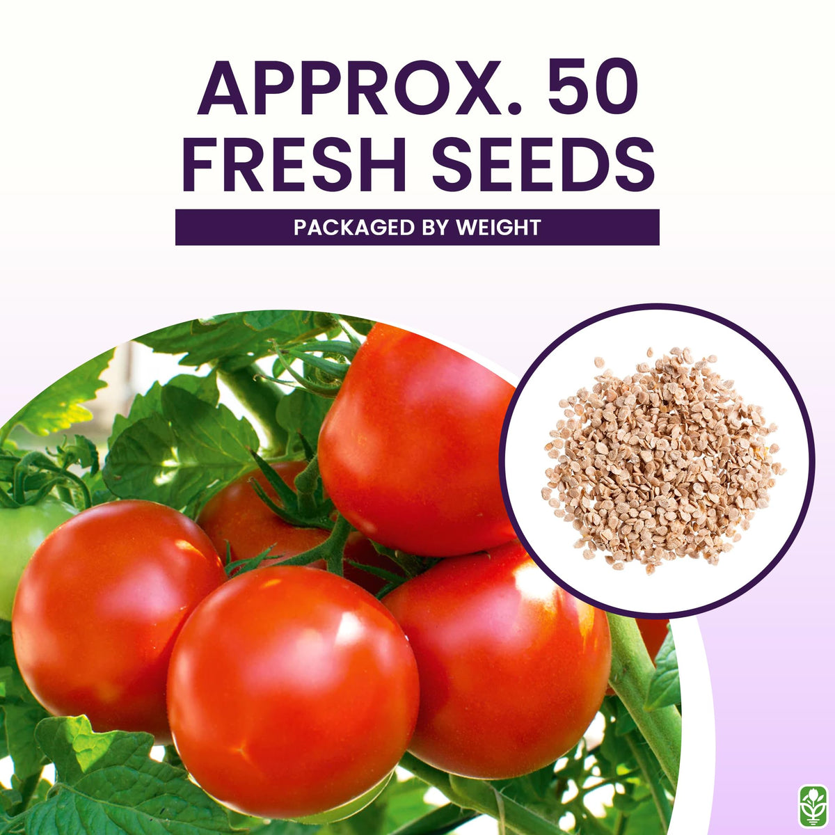 Moneymaker indoors sowing supports strong early-season plants.
