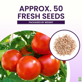 Moneymaker indoors sowing supports strong early-season plants.