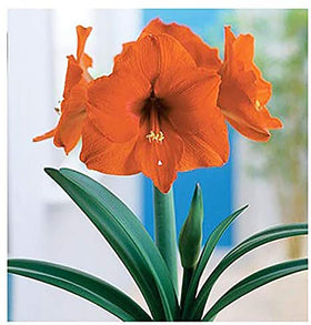 Marde Ross & Company Orange Sovereign amaryllis bulb ready for planting indoors or outdoors.