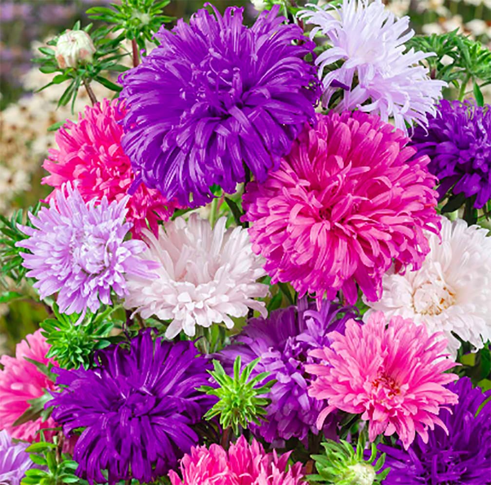 Marde Ross & Company Ostrich Plumed Crego Mix blooms brighten borders with rich color.