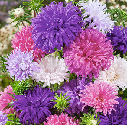 Marde Ross & Company Ostrich Plumed Crego Mix blooms brighten borders with rich color.