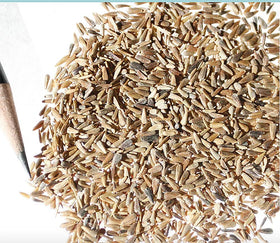 Marde Ross & Company Ostrich Plumed Crego Mix stems yield lasting cut flowers.