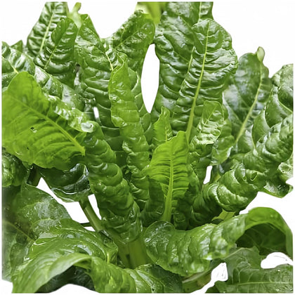 Marde Ross and Company Perpetual Spinach seed pack for easy planting.