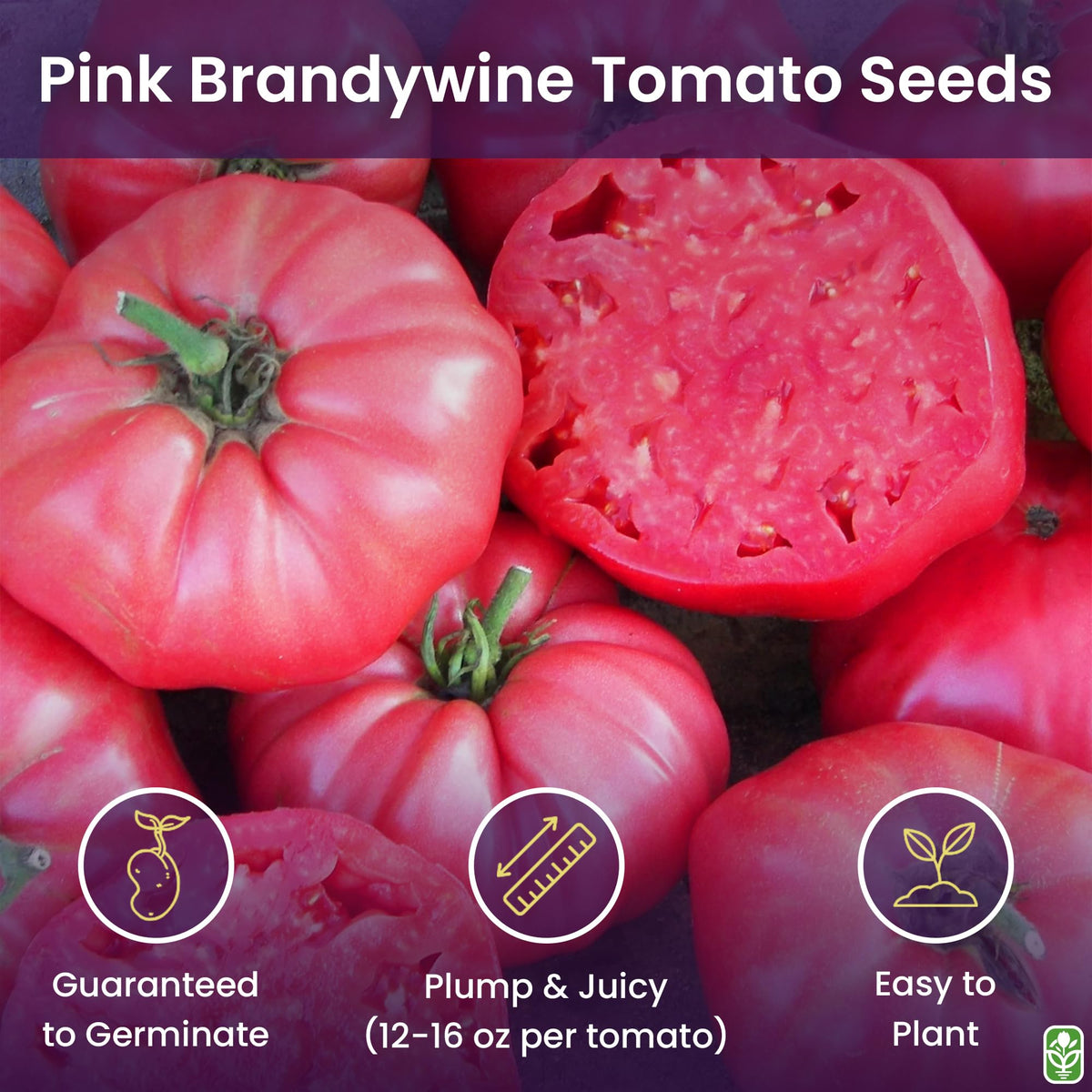 Marde Ross Pink Brandywine seedlings in peat pots, offering reliable germination and strong starts.