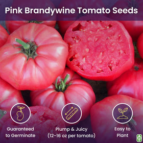 Marde Ross Pink Brandywine seedlings in peat pots, offering reliable germination and strong starts.
