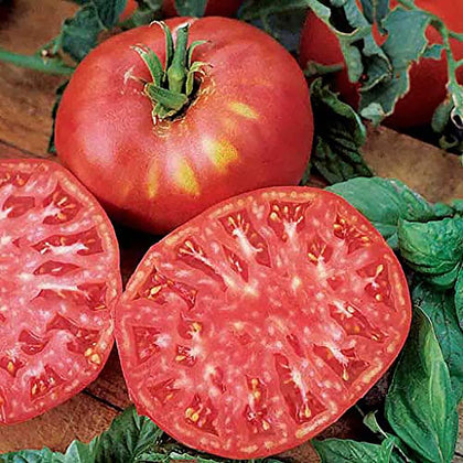 Marde Ross Pink Brandywine seeds pack front view ready for planting in home gardens.