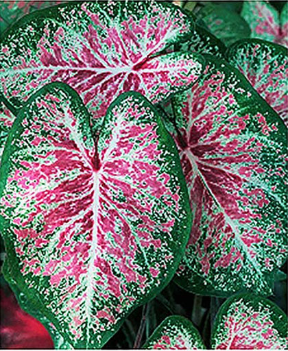 Marde Ross Pink Cloud Caladium bulb in bare-root form ready for shaded bed planting.
