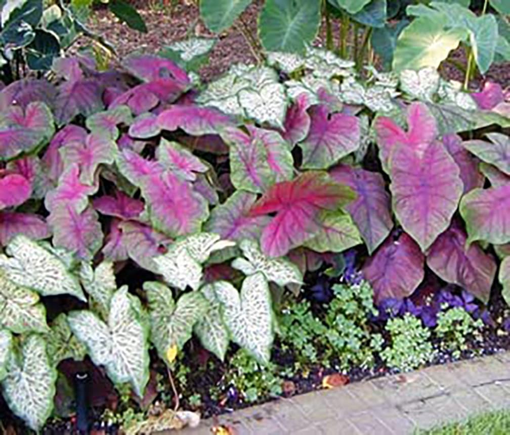 Pink Cloud Caladium in container as a colorful shade-friendly plant.
