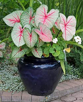 Close-up of Pink Cloud Caladium foliage showing pink and green tones for shade gardens.