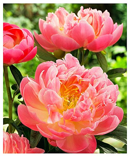 Marde Ross & Company Pink Hawaiian Coral peony bare root ready for spring planting.