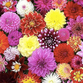 Marde Ross Pink Oz Dahlia bloom closeup highlighting large pink petals for dramatic blooms.