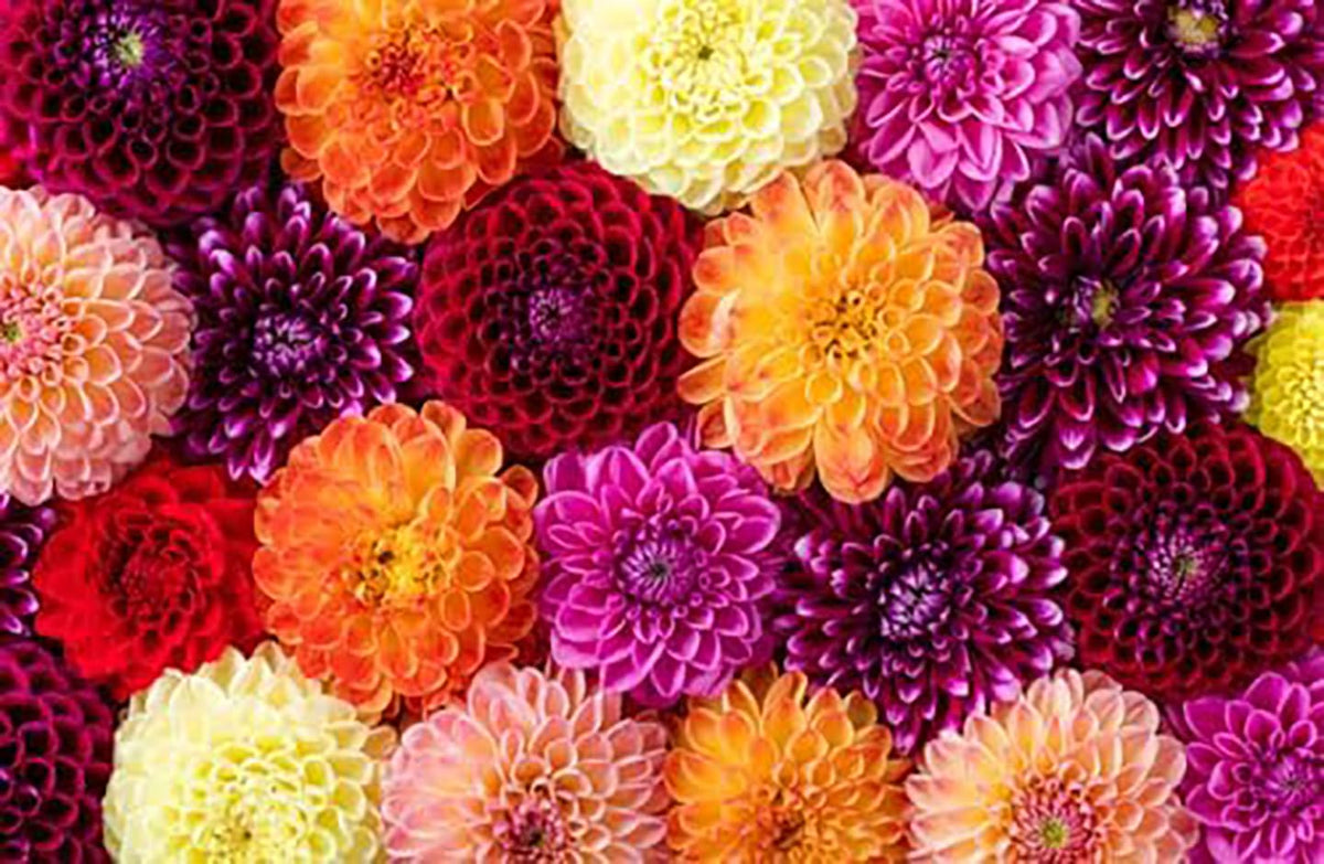 Marde Ross Pink Oz Dahlia bloom display ideal for borders and floral arrangements.