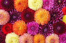 Marde Ross Pink Oz Dahlia bloom display ideal for borders and floral arrangements.
