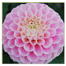 Marde Ross Pink Oz Dahlia bloom closeup showcasing vibrant pink petals for garden focal points.