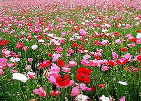 Marde Ross & Company poppies self-seed to naturally replenish beds year after year