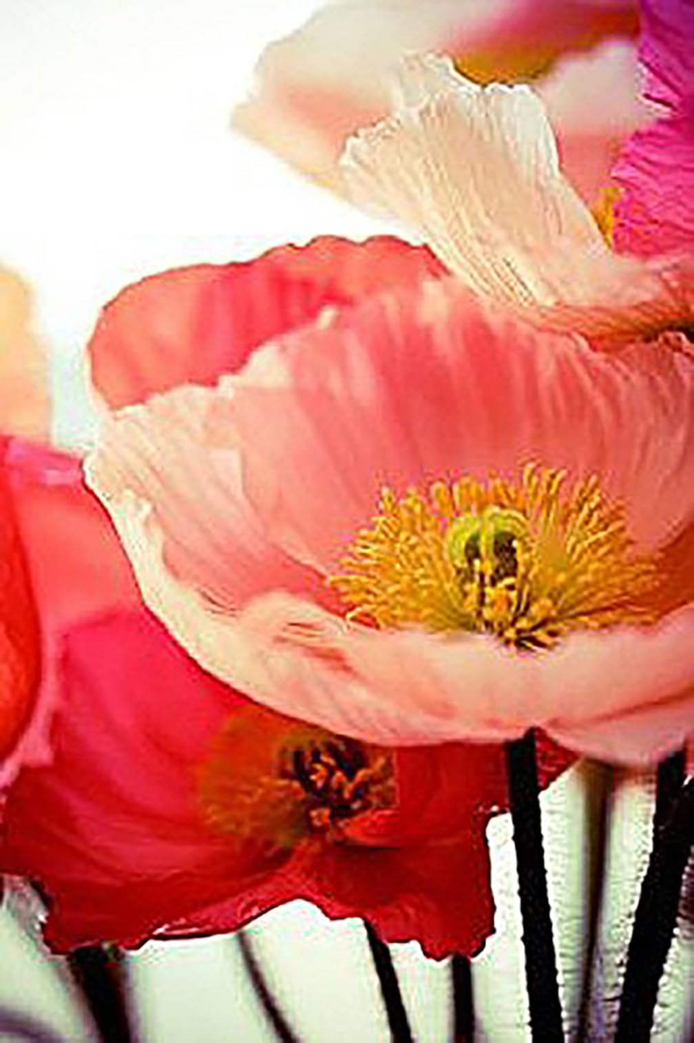 Marde Ross & Company poppy seeds ready for spring or fall sowing in tilled soil