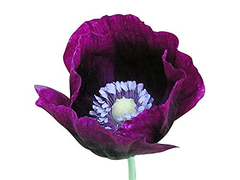 Marde Ross Poppy tall plants reaching 24-36 inches in garden beds.
