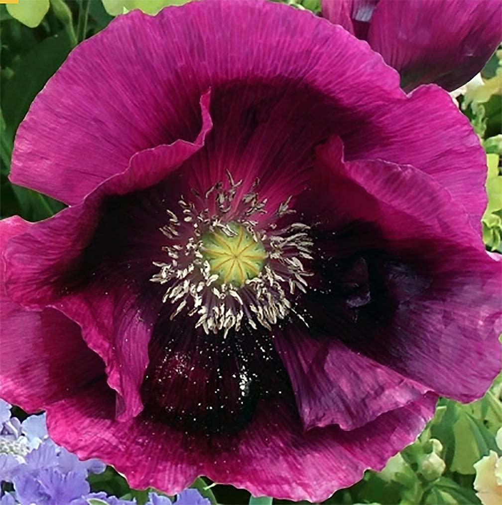Marde Ross Purple Breadseed Poppy Seeds ready for direct sowing in sunny beds.