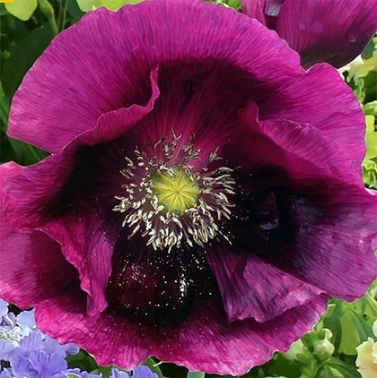 Marde Ross Purple Breadseed Poppy Seeds ready for direct sowing in sunny beds.